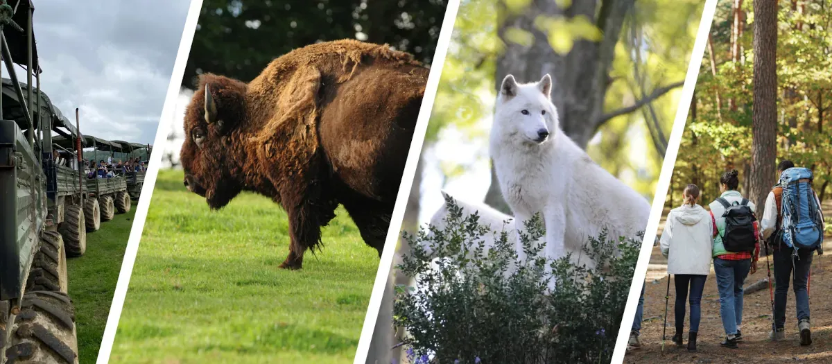 Ruban présentant les principales activités du Parc : Visites en camion des Bisons, Visites pédestres des Loups